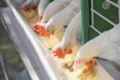 Контроль сировини і готових кормів як профілактика мікотоксикозів у птиці