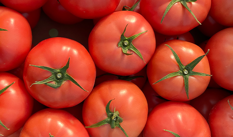 Рожевий томат Мануса F1 не поступається врожайністю червоним гібридам