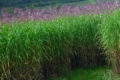 Аграріям Рівненщини пропонують вирощувати міскантус та коноплі на неродючих землях