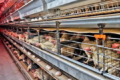 На форумі Poultry Farming розкриють, що знижує продуктивність курей-несучок