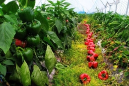 Експерт порадив акцентуватися на нішевих овочах у тунелі