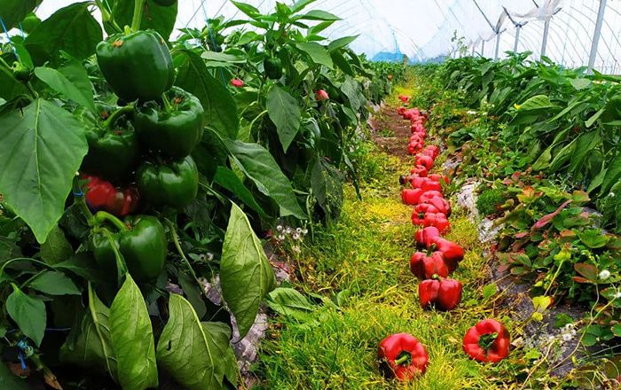Собівартість овочів у Центрі ніколи не знизиться до рівня Півдня, – агроном