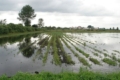 В Україні залишаються підтопленими майже 9 тис. га сільгоспугідь
