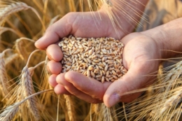 Ціни на пшеницю в Україні зростають попри зниження світових котирувань