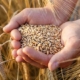 Україна експортувала понад 12 млн тонн пшениці