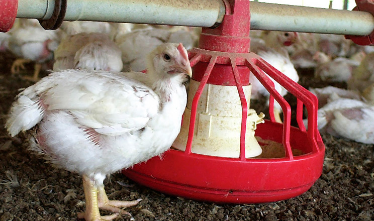 Особливості годівлі бройлерів раціонами без додавання неорганічного фосфору