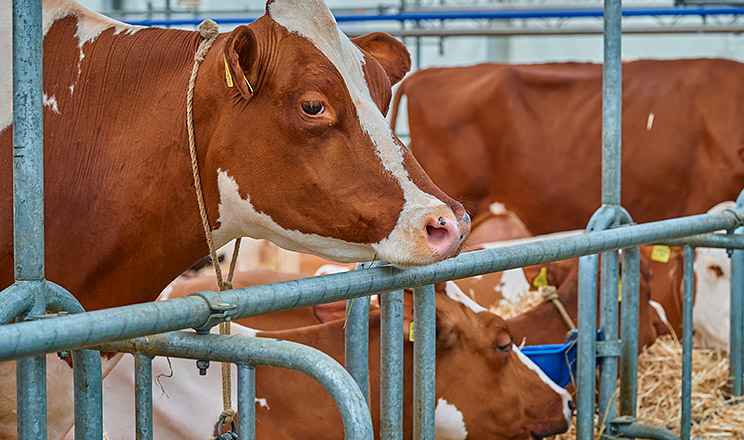 Знизити ризик кетозу можна правильним раціоном та управлінськими рішеннями