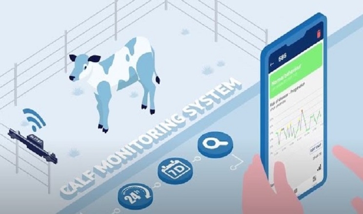 Calf Monitoring дозволяє стежити за станом здоров’я телят у смартфоні