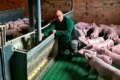 Кіровоградський свинокомплекс планує побудувати систему гноєвидалення