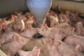 Про актуальні й майбутні зміни в законодавстві свинарі дізнаються на форумі Pigs Farming Industry