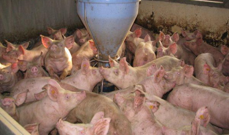 Спалахи актинобацилярної плевропневмонії свиней часто бувають на етапах відгодівлі