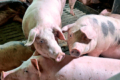 Закупівельні ціни на живець свиней у грудні просіли на 13%