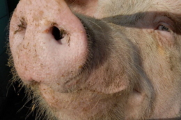 Учені створили свиней, стійких до вірусу класичної чуми