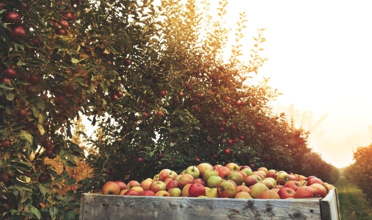 Орієнтація з півдня на північ дає вищий та якісніший урожай яблуневого саду