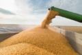 Експорт зерна перевищив 1,9 млн тонн