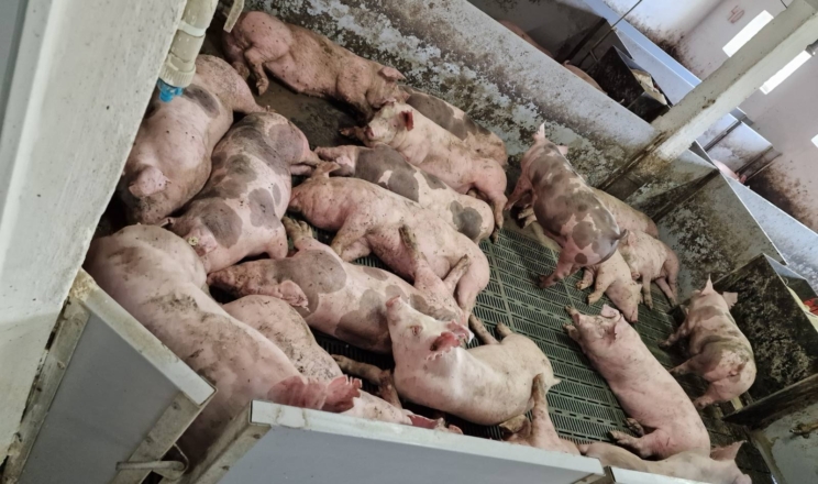 Яку генетику свиней обрали в «Свято-Нікольському»