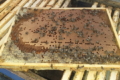 В Україні є проблеми з формуванням і доставкою бджолопакетів