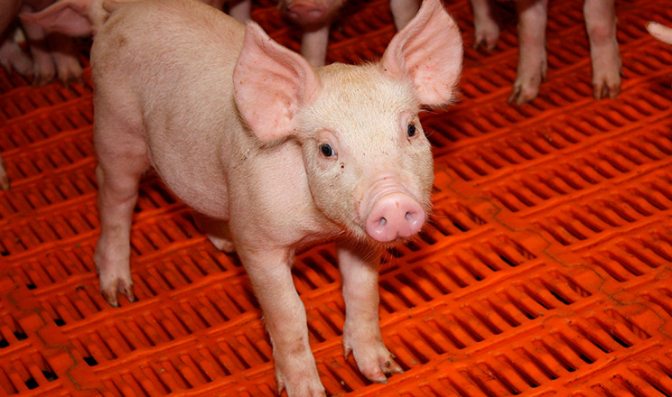 Органічні цинк і залізо — незамінні елементи для організму молодняку свиней, особливо в період відлучення