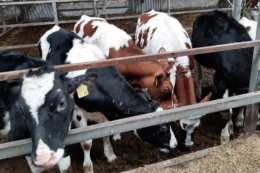 Крохмаль і целюлоза дають корові однакову енергію за повного перетравлення