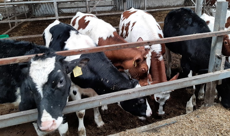 Два молокозаводи планують побудувати ферми