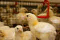 На форумі Poultry Farming обговорять виклики та перспективи для птахівничої галузі