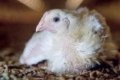 Гангренозний дерматит у птиці часто виникає як вторинна інфекція