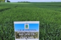 Агрофірма «Ольгопіль» заклала демоділянки 106 сортів озимої пшениці