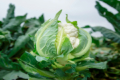 Сучасні гібриди броколі та цвітної капусти дозволяють заробляти стабільніше