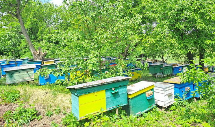 На Кіровоградщині не змогли зібрати перший цьогорічний урожай меду