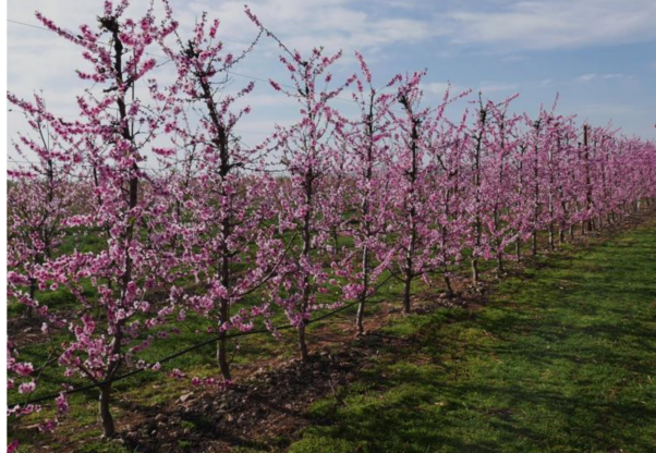 На Херсонщині пересаджують персикові та нектаринові сади після деокупації