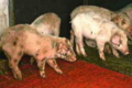 Як діагностують мікоплазмозний артрит свиней