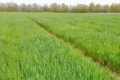 Дрібні господарства зменшуватимуть посівні площі кукурудзи та озимих зернових