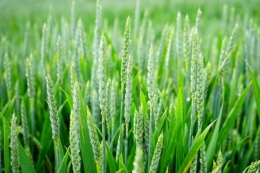 Помірний розвиток хвороб фіксують на посівах зернових культур