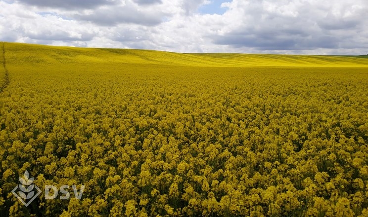 ГК «Енселко» зменшила площі посівів кукурудзи на користь ріпаку