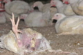 Рання яйцекладка спричиняє розкльовування в птиці