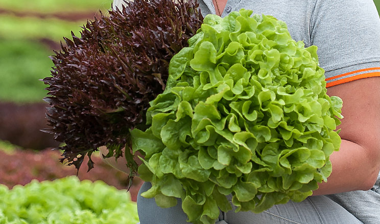 Росте популярність нових салатів