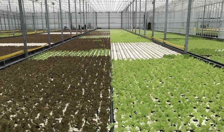 Вирощування салатів у теплицях очікує складний період