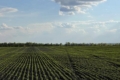Перші сходи ярої пшениці в «Агротрейд» у хорошому стані