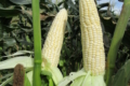 У В'єтнамі вивели суперсолодку кукурудзу, яку можна їсти сирою