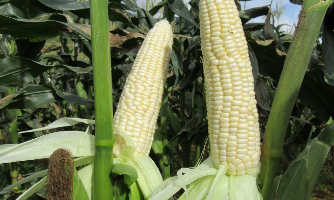 У В'єтнамі вивели суперсолодку кукурудзу, яку можна їсти сирою