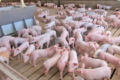 Закрите стадо свиней має стабільніший колективний імунітет