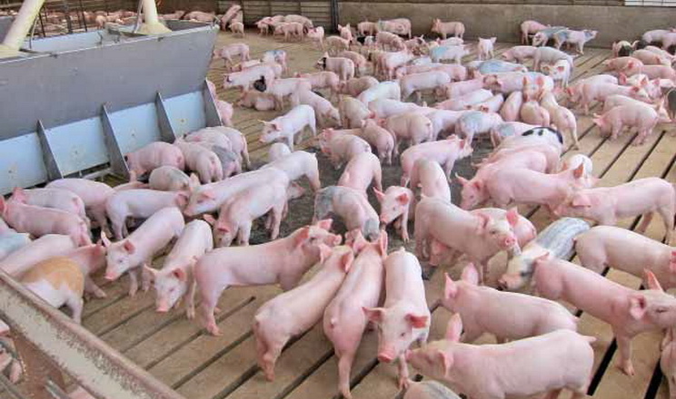 Про сучасний підхід до карантину й адаптації племінних свиней розкажуть на форумі Pigs Farming Industry  
