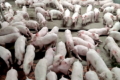 Свинарів запрошують 6-7 вересня на Міжнародний форум Pigs Farming Industry