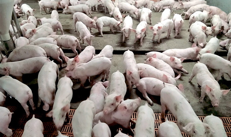 Як погодний чинник впливає на щільність поголів'я свиней