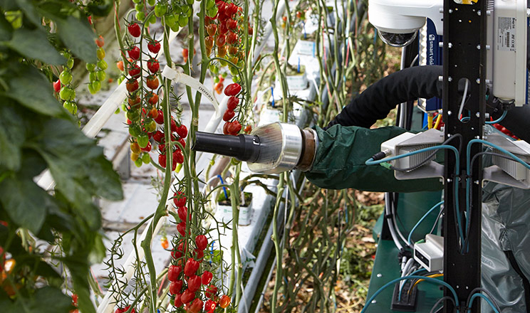 Роботизоване збирання томатів дозволяє швидше впроваджувати інновації в дослідження і розробки