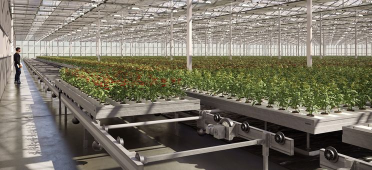 В Нідерландах винайшли конвеєрне вирощування томатів