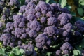 Селекціонери представили повністю фіолетову капусту броколі