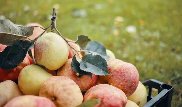 Спеціаліст розкрив, що робить яблучний бізнес нерентабельним