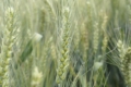 Молочна стиглість зерна озимої пшениці на півдні настала на 1-1,5 тижні раніше