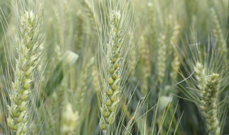 Молочна стиглість зерна озимої пшениці на півдні настала на 1-1,5 тижні раніше